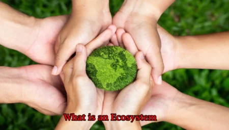 What is an Ecosystem – Definition & Types